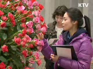 '형형색색' 국산 장미품종 한자리에