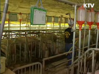 씨돼지·어미돼지 21만마리 백신 접종