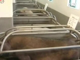 북한 구제역 발생…"남북 입·출입 검역 강화"