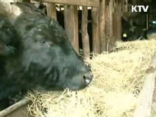 방미 현지 조사단 "비정형 BSE 확인"