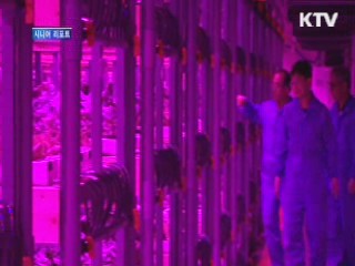 공장에서 신선채소 연중 생산 [시니어 리포트]