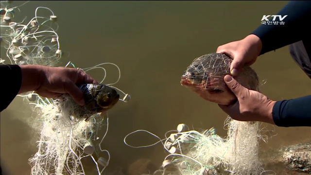 '피라니아' 위해우려종 지정…무단 방사시 처벌