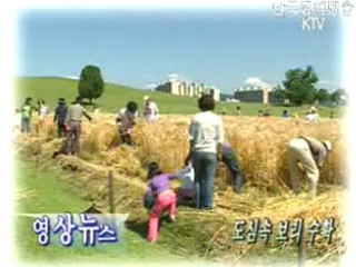 영상뉴스-도심속 보리 수확