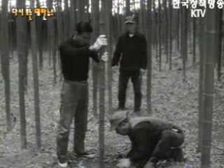 밝아오는 새농촌(`67)