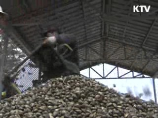 바지락 채취 시작됐다