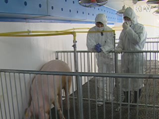 장기이식 가능성 높인 복제돼지 탄생