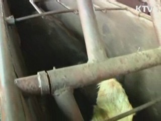 美 쇠고기 현지조사단, 발병지역 조사 착수