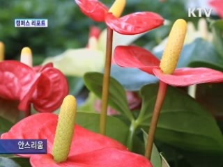 세종로공원 가을꽃시장 열려 [캠퍼스 리포트]