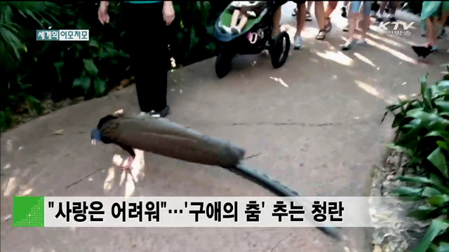 “사랑은 어려워”…‘구애의 춤’추는 청란 [세계 이모저모]