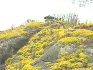 3월 7일 개나리 시작으로 봄꽃 개화