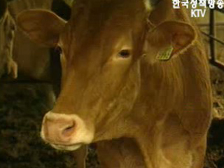 내년부터 국산 쇠고기 30% 이력 추적