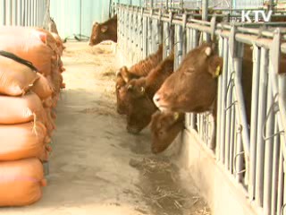 안동 한우농가 3곳 구제역 추가 발생