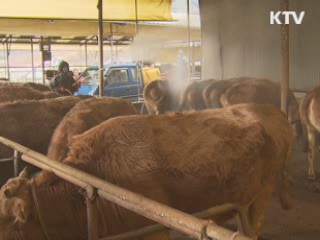 방역당국, "구제역 초기대응 미흡"