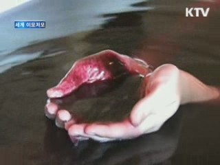 한겨울 피로 해소 '남아공 와인 스파'