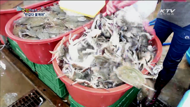 가을 꽃게잡이 시작…"반갑다 꽃게야"