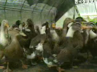 조류인플루엔자 추가신고 없어