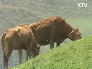 전국 시·군별 140개 '한우사업단' 육성