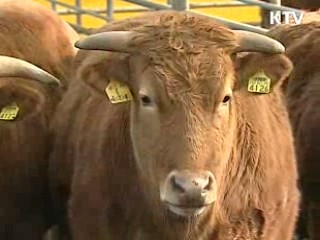 국내 축산물 항생제 사용 36% 감소