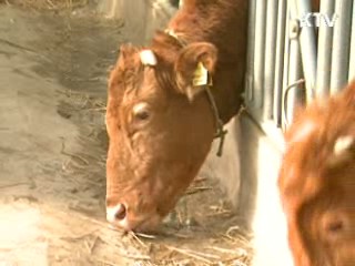 안동 한우농가 2곳 구제역 의심신고