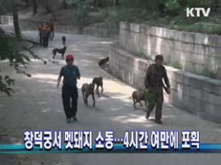 창덕궁서 멧돼지 소동···4시간 여만에 포획