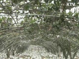 태풍 피해 농가 농지은행 이자 감면