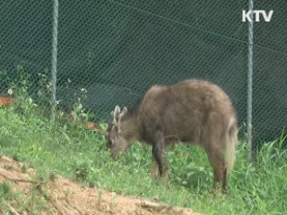 폭설에서 구조된 산양 '새끼 출산'