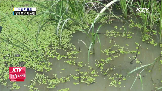 생태공원으로 되살아난 '화포천 습지'