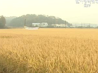 쌀이 진화하고 있다