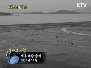 새우 대량 양식(67')