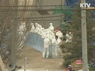 일부 지역 소에 구제역 백신 접종