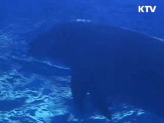 울산 장생포에 '돌고래 순치장' 설치