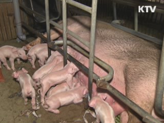 청송 돼지 구제역 검사 결과 '음성'