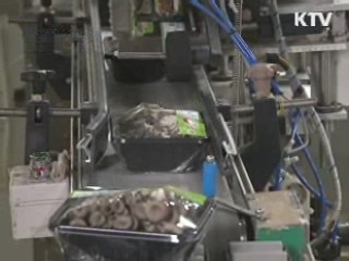 '국산 명품버섯' 개발···로열티 부담 덜어