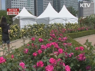 계절의 여왕, 장미페스티벌 [국민리포트]