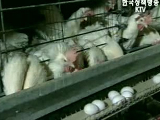 익산서 조류 인플루엔자 의심 바이러스 발견