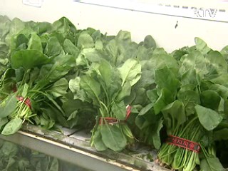 채소 썩음병 예방기술 국내서 개발