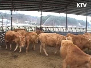 류성걸 재정차관 "구제역 예산 신속지원"