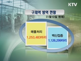 구제역 확산 '주춤'···백신 효과