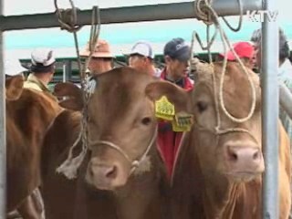 내일부터 전국 가축시장 다시 개장