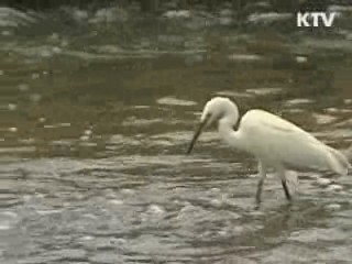 오염된 도심하천, '생태 물길'로 재창조