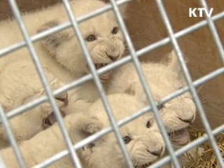 정기검진 받는 희귀종 백사자들