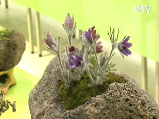 동강 할미꽃 활짝