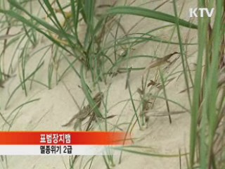 해안 옹벽 철거···멸종위기종 서식 돕는다