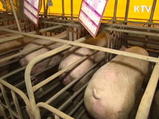 '돼지 출하' 합의…2만톤만 무관세 수입