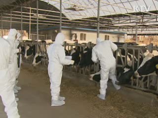 백신 접종 전국 확대···구제역 '선제대응'