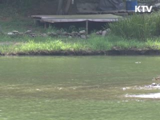 녹조 전국 확산···환경당국 총력 차단