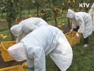 '재해보험' 농작물 피해 보상 어디까지?