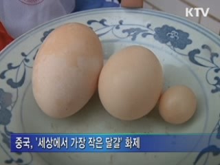 메추리알보다 작은 달걀' 화제