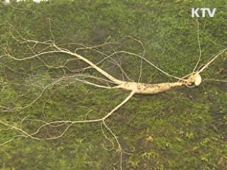 세계로 가는 '산양삼'···청와대 특별전시회