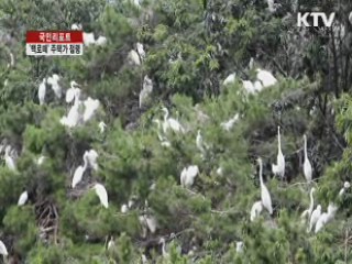백로떼, 주택가 점령…'피해 극심' [국민리포트]